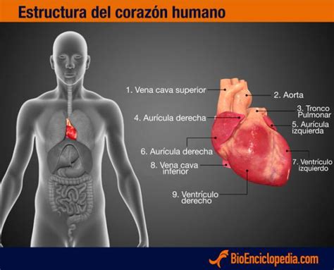 Sistema Cardiovascular Características Y Partes