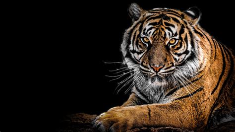 Download Siberian Tiger Animal Tiger 4k Ultra Hd Wallpaper