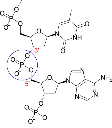 Filephosphodiesterbond Of Dnapng Wikimedia Commons