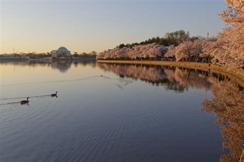 The History Behind Dcs Cherry Blossoms American Forests