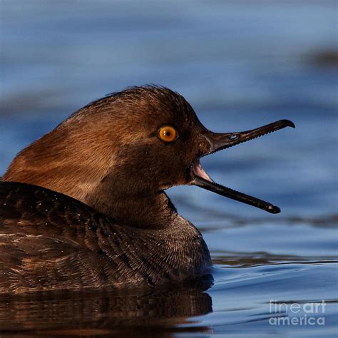 Female Hooded Merganser Mouth Wide Open Photograph By Sue Harper