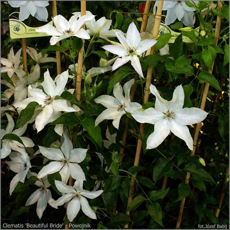 Maybe you would like to learn more about one of these? Plant Gallery - Encyklopedia Roślin: Clematis 'Beautiful ...