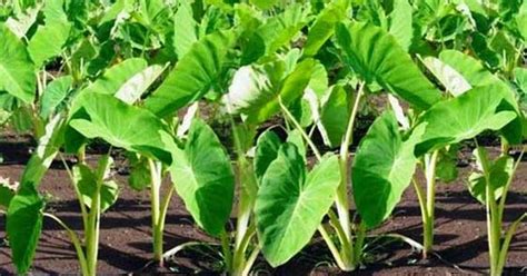 Khasiat doa ilmu fiqih appsknihy a príručky. Manfaat Daun Khasiat Daun Pecah Beling - Apa Bagaimana