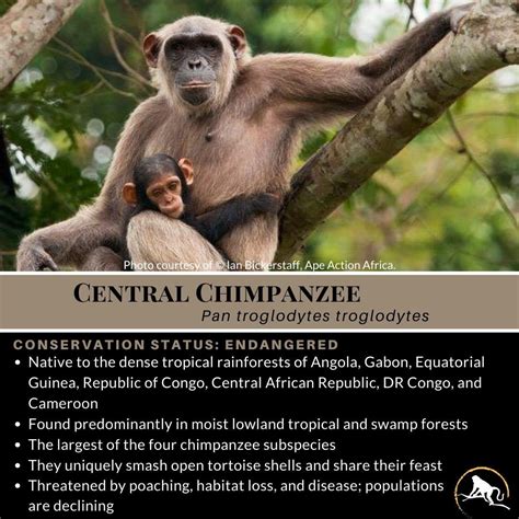 Central Chimpanzee New England Primate Conservancy