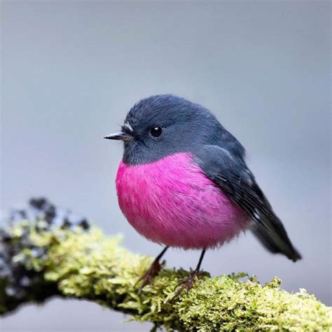 The Aussie Pink Robin Is One Vibrant Adorable And Very Round Little
