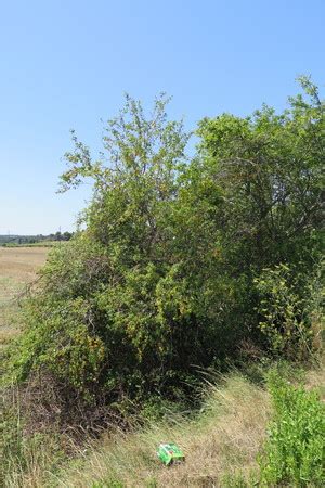 Plum, gage & damson trees >. Herken de boomsoort NL: Mirabel--Kroosjespruim; Latin ...