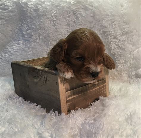 Cavapoo cavapoo indiana cute cavapoo puppies cavalier x poodle cavapoo for sale. Cavapoo Puppies For Sale | Plain City, OH #319991