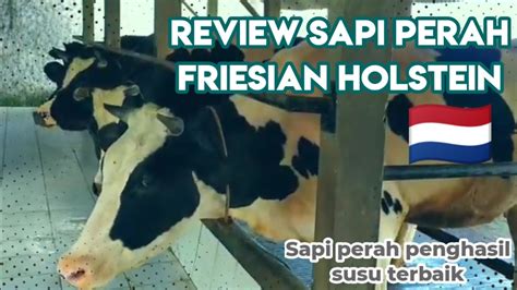 Review Sapi Perah Friesian Holstein Penghasil Susu Kualitas Terbaik