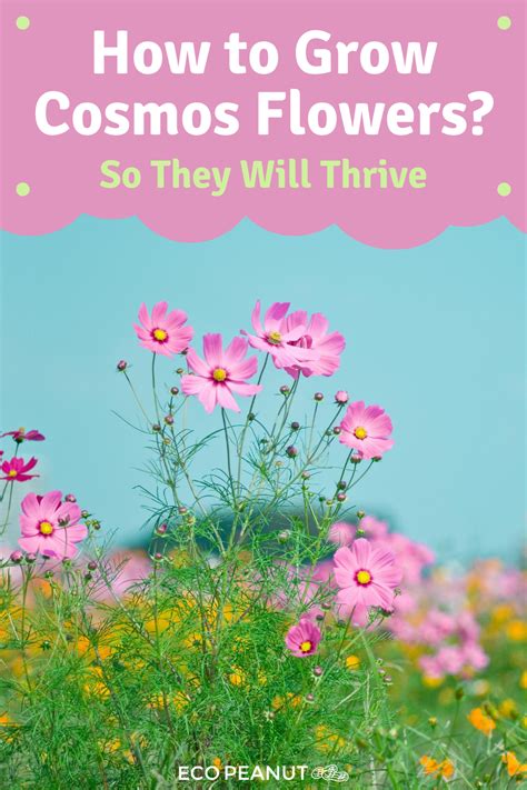 5 Reasons You Should Grow Cosmos Flowers Tips Guaranteed To Inspire
