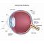 What Is The Function Of Optic Nerves  Quora