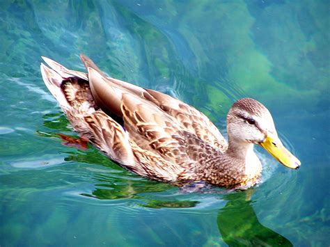 Canadian Duck Free Photo Download Freeimages