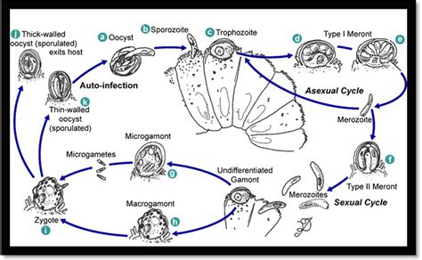 After ingestion of the oocyst, there is excystation (release of infective sporozoites), merogony (asexual multiplication), gametogony (gamete formation), fertilization, oocyst wall formation, and sporogony (sporozoite. Parasites - Cryptosporidium - Laurine Moreau Designer de ...