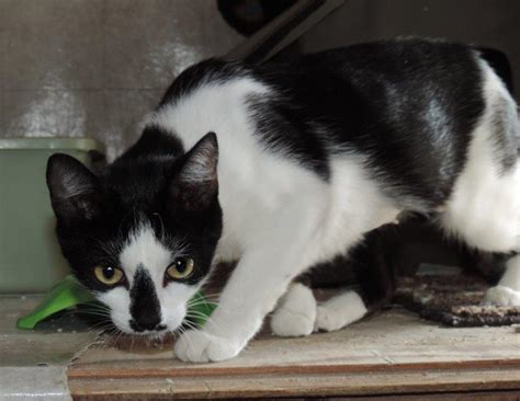 These may be exacerbated by stress or. New Photos of Sierra | Feral Cat Behavior
