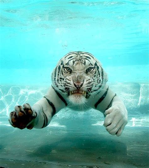Someday I Will Swim With The Tigers Animals And Pets Funny Animals