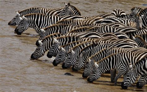 Free Photo Zebras Drinking Water Animal Drink Jungle Free
