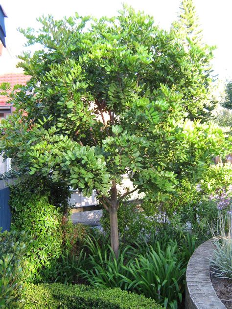 Discover 20 of the best trees to grow in a small garden, for flowers, fruit and foliage. Tuckeroo. This is a great all round evergreen tree, with ...