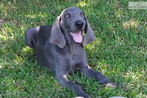 Why buy a weimaraner puppy for sale if you can adopt and save a life? Weimaraner for sale for $450, near Baton Rouge, Louisiana ...