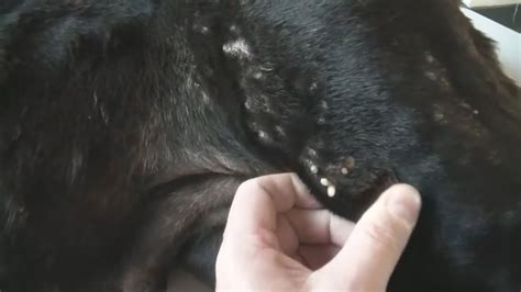 Remove Mango Worms In Dog Couldnt Finish Shooting Video Worms Ep 7