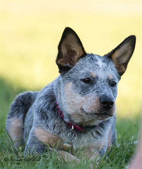 Blue Australian Cattle Dog Puppy Herding Dogs Breeds Best Dog Breeds