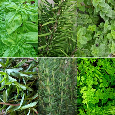 Mediterranean Herb Mix 6 Plant Garden Kitchen Herb For Cooking
