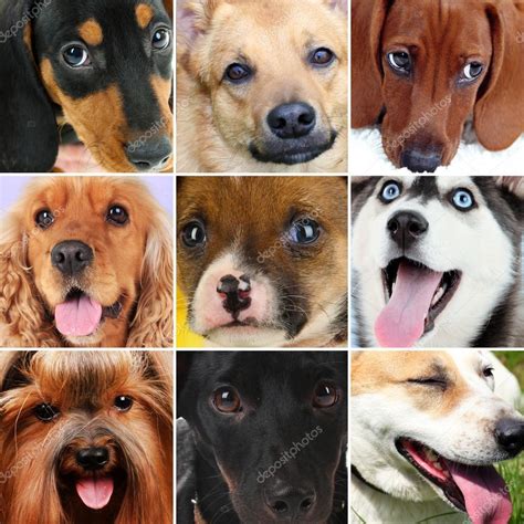 Collage Of Different Cute Dogs — Stock Photo © Belchonock 49854331