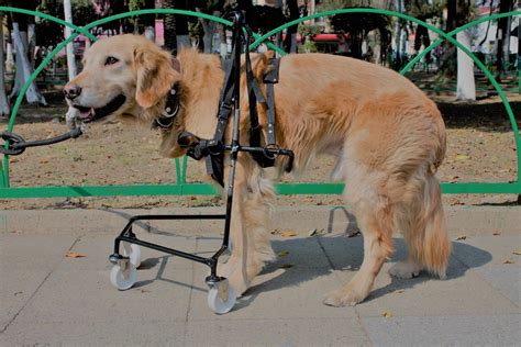 Silla De Ruedas Para Perros Patas Delanteras Meses Sin Intereses