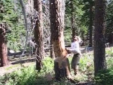 Check spelling or type a new query. A lumberjack cuts down a HUGE dead tree! - YouTube