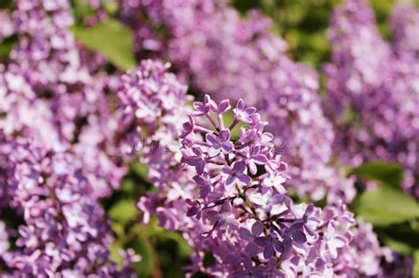Purple Lilac Flowers Blooming Outdoors On A Sunny Day Stock Image