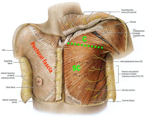 Anatomy of the chest, abdomen, and pelvis was produced in part due to the generous funding of the david f this area also is known as the pmi, or the point of maximum impulse. ANATOMY LECTURE 4 - SCAP/DELT/PEC/SHOULDER JOINT at Touro ...
