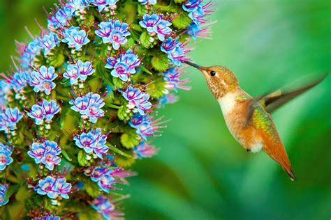 Hummingbird Wallpapers Top Free Hummingbird Backgrounds Wallpaperaccess