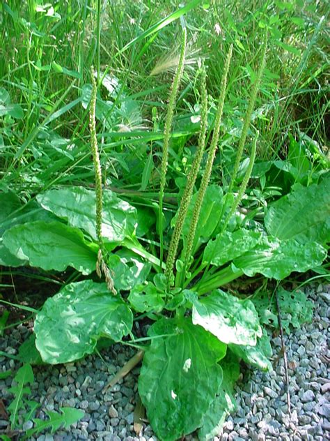 Temperate Climate Permaculture Permaculture Plants Plantain