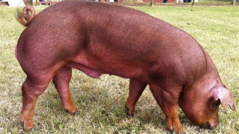 Best Pig Breeds To Farm With In South Africa Farming South Africa