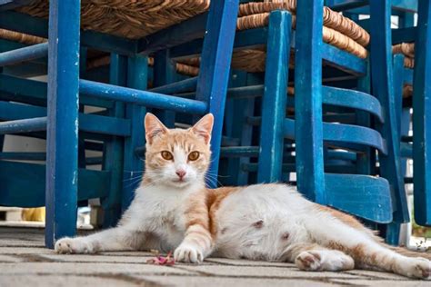 How To Tell If A Stray Cat Is Pregnant Signs And Ways You Can Help