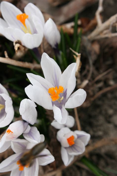 Winter Early Spring Flowering Bulbs 5 Species