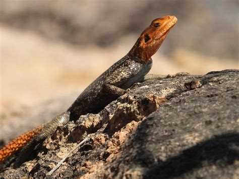 Learn About The Invasive Species Of Red Headed Lizards In Florida
