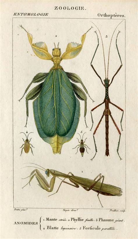 1816 Insects Original Antique Framed Print Engraving Ready Etsy