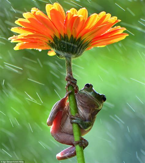 Pictures Capture Amphibians Using Flowers As Umbrellas Daily Mail Online
