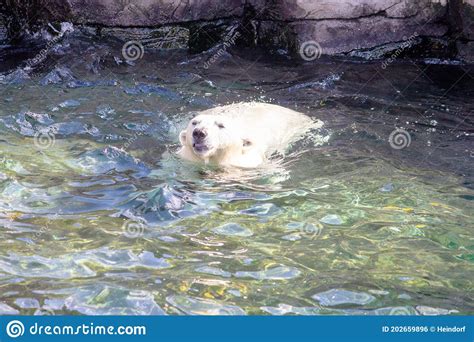 Front View Of A Young Polar Bear While Swimming Ursus Maritimus Stock