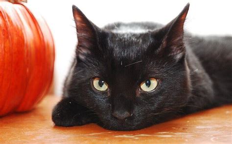 500 Halloween Themed Cat Names From Spooky To Mysterious