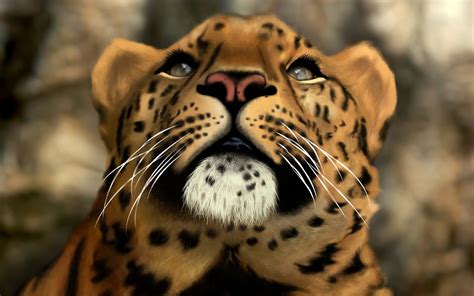 Beautiful Jaguar Hd Wallpaper Background Image