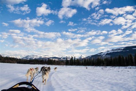 Dog Sledding In Golden Bc Canadian Traveller