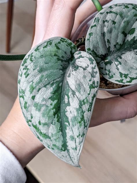 One of the halves is larger than another because of what the central vein not direct, but a little curved. Scindapsus pictus care: How to care for silver satin ...