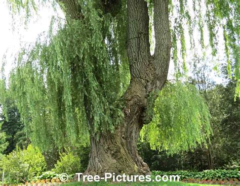 Willow Tree Pictures Images Photos Of Willows