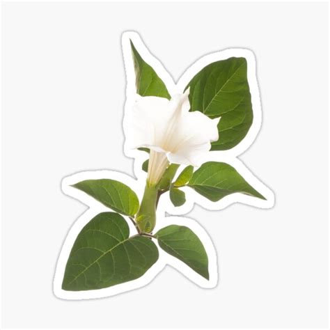 Datura Stramonium Flower And Leaves Sticker For Sale By Hakim2005