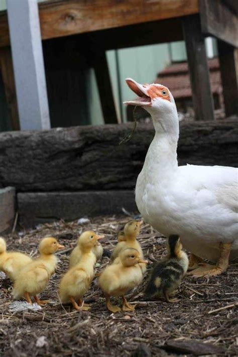 10 Reasons To Get Backyard Muscovy Ducks Muscovy Duck Raising Chicks