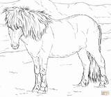 Coloring Horse Icelandic Printable Ausmalbild sketch template
