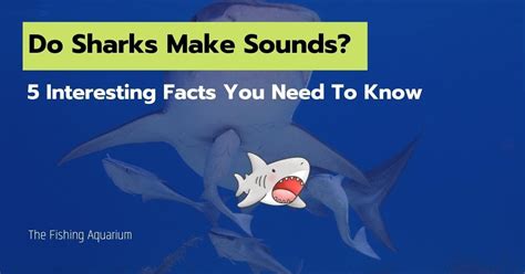 Do Sharks Make Sounds 5 Interesting Facts You Must Know