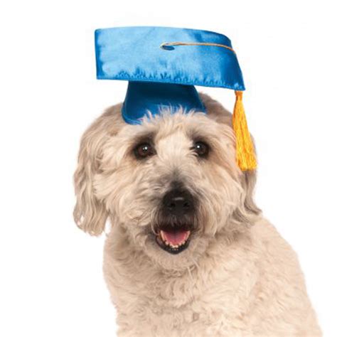 Rubies Graduation Dog Hat Blue Baxterboo