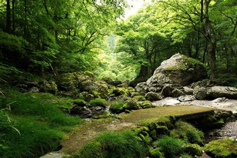 Forests Stones Rivers Trees Hd Wallpaper Rare Gallery