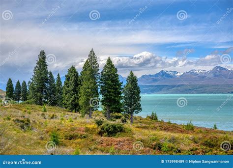 Pine Trees On The Edge Of Lake Pukaki With Turquoise Water And A